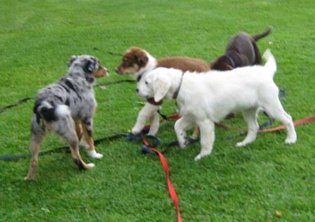 Ausbildung unserer Hunde GoldenRetriever von der Friedenseiche