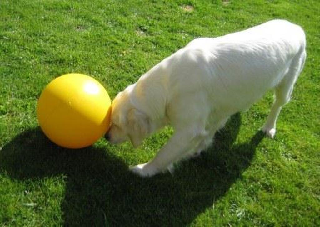 Ausbildung unserer Hunde GoldenRetriever von der Friedenseiche