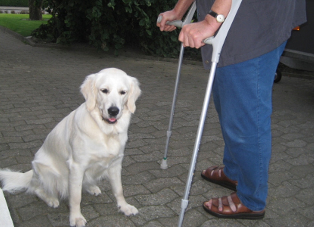 Ausbildung unserer Hunde GoldenRetriever von der Friedenseiche