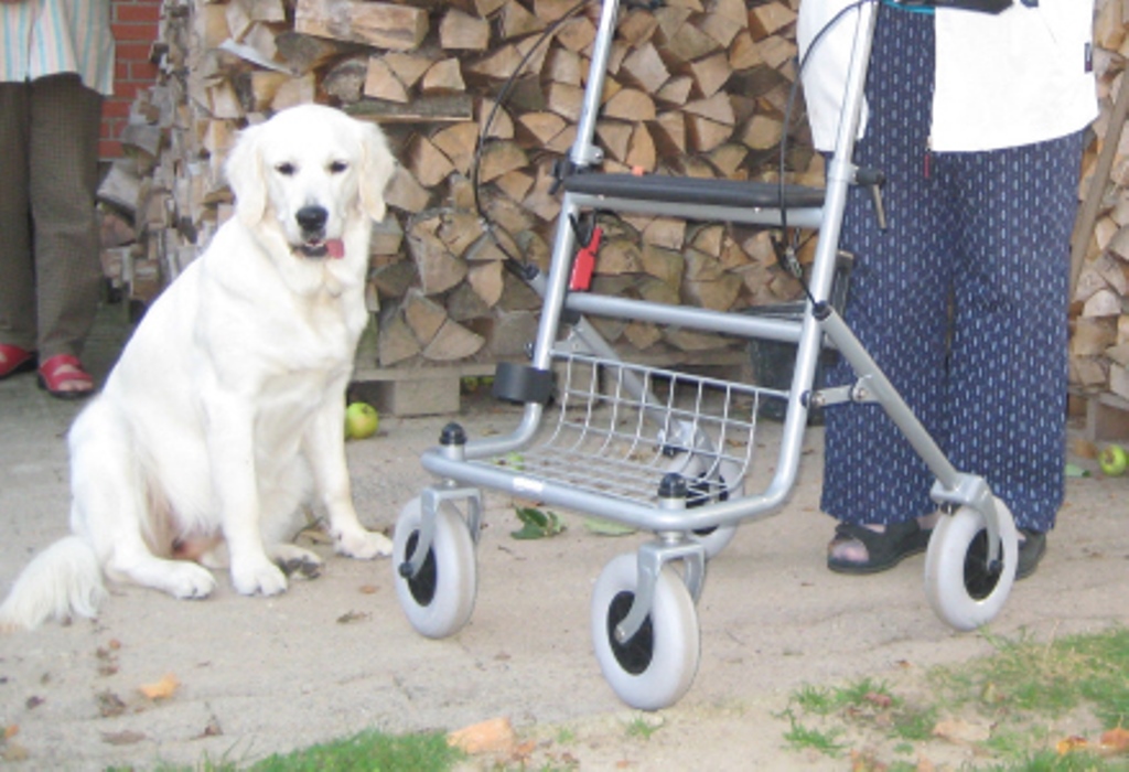 Ausbildung unserer Hunde GoldenRetriever von der Friedenseiche