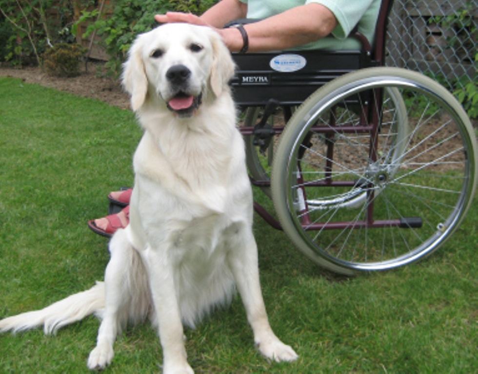 Ausbildung unserer Hunde GoldenRetriever von der Friedenseiche